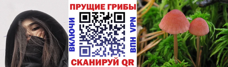 Галлюциногенные грибы Magic Shrooms  цены наркотик  Тында 